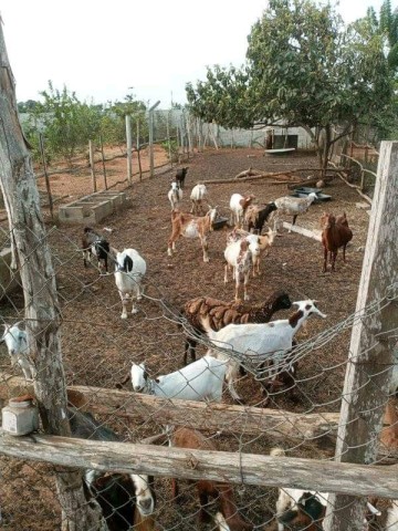 Venda Vende se está fazenda no Kikuchi Luanda