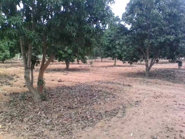 Venda Vende se está fazenda no Kikuchi Luanda