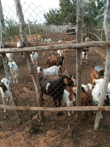 Venda Vende se está fazenda no Kikuchi Luanda
