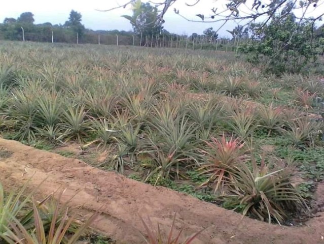 Venda Vende se está fazenda no Kikuchi Luanda