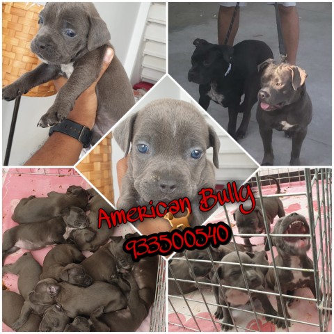 Venda American Bully