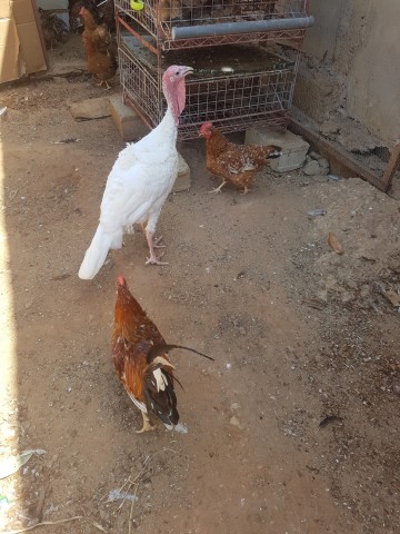 Venda Peru Macho