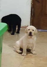 Venda LABRADOR