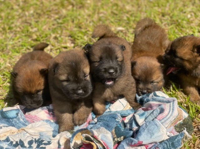 Venda Cão de raça chow chow