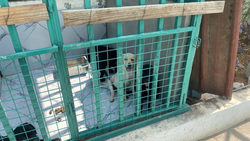 Venda Labrador Pet Degree