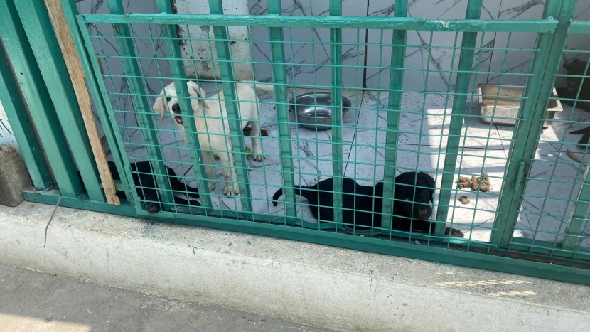 Venda Labrador Pet Degree