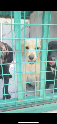 Venda Labrador Pet Degree