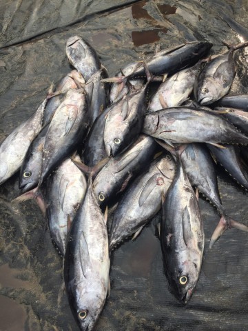 Venda Peixes e mariscos
