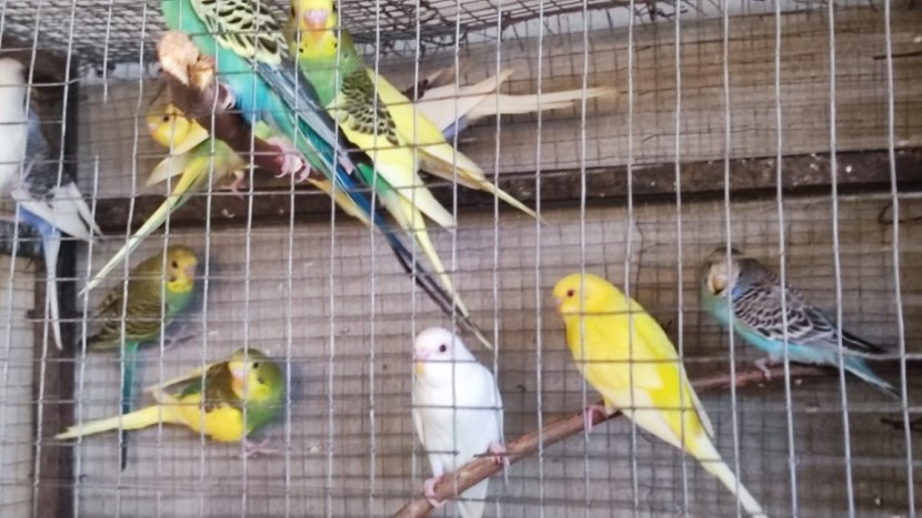 Venda Periquitos australianos