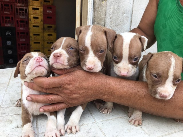 Venda Pitbull
