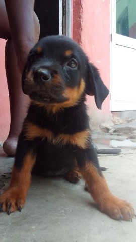 Venda Rottwailer