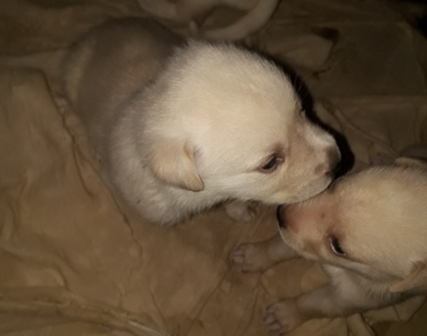 Venda Crias de Labrador a venda