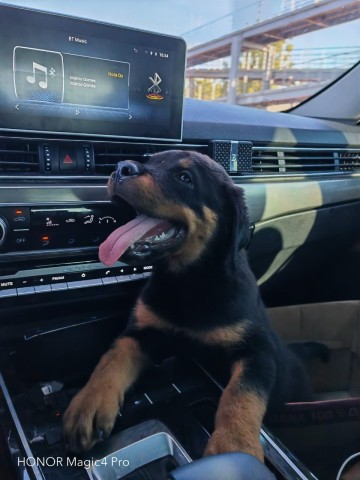 Venda Filhotes de rottweilers 3 meses