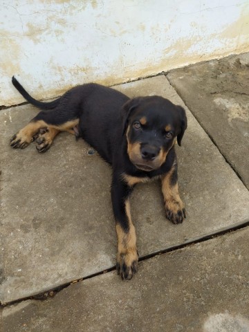 Venda Filhotes de rottweilers 3 meses