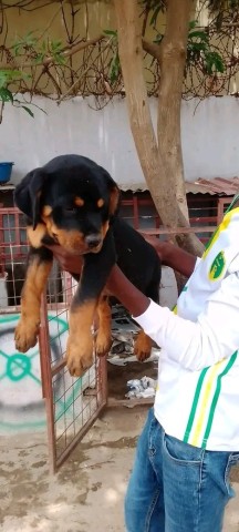 Venda Rottweiler desapego