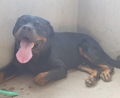 A venda Filhotes de Rottweilers