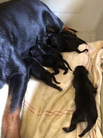 Venda Filhotes de Rottweilers