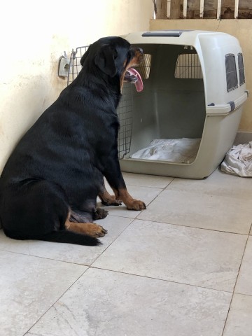 Venda Filhotes de Rottweilers