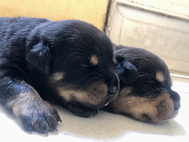 Venda Filhotes de Rottweilers