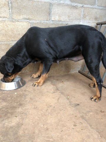 Venda Filhotes de Rottweilers