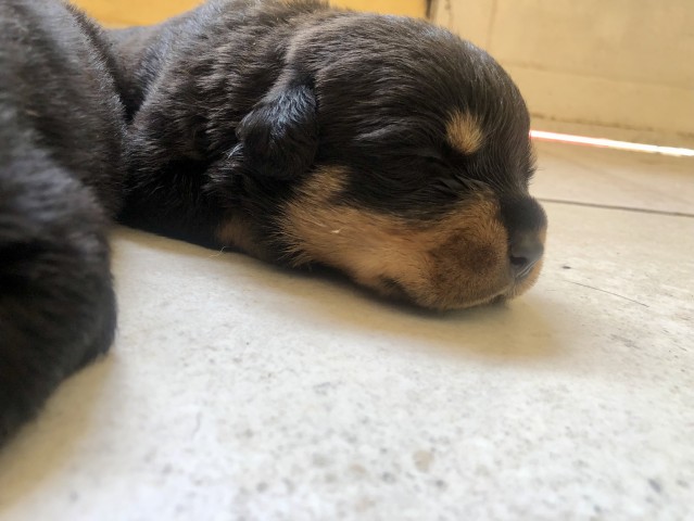 Venda Filhotes de Rottweilers