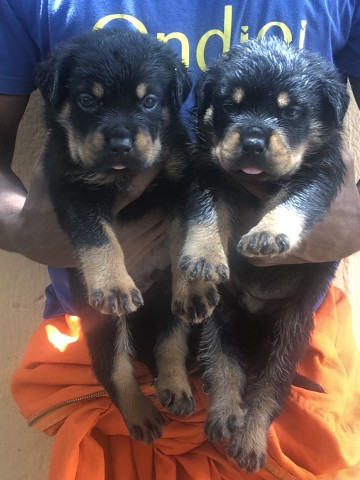 Venda Filhotes de Rottweilers