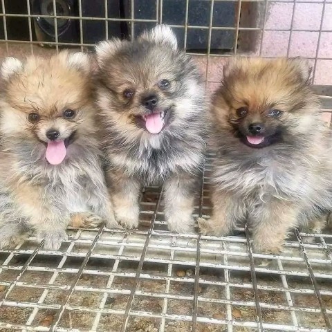 Venda Filhotes de lulu da Pomerânia vende-se