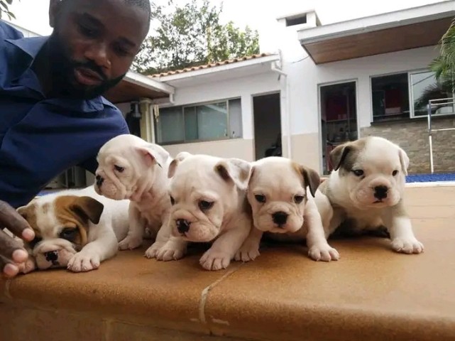 Venda Bulldog inglês vende-se