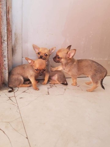 Venda Canil Mente7 Canina tem várias raças em criação