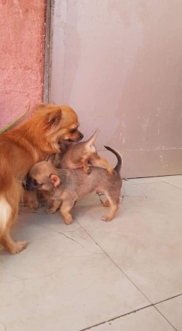 Venda Canil Mente7 Canina tem várias raças em criação