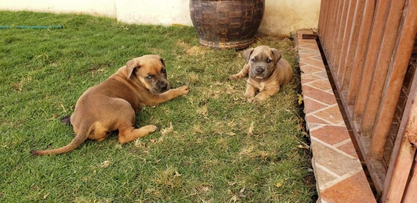 Venda Canil Mente7 Canina tem várias raças em criação