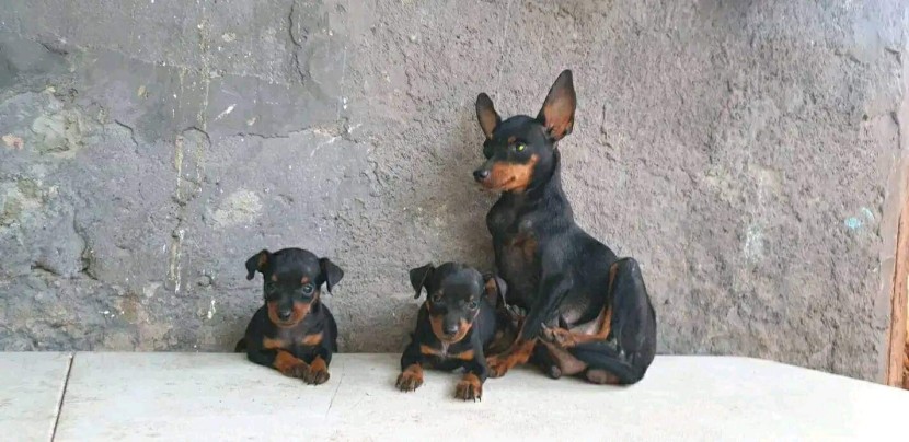 Venda Canil Mente7 Canina tem várias raças em criação