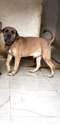 Venda Canil Mente7 Canina tem várias raças em criação