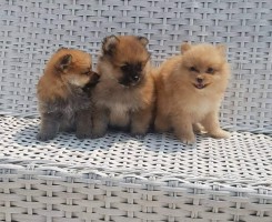 A venda Canil Mente7 Canina tem várias raças em criação