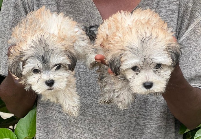 Venda Canil Mente7 Canina tem várias raças em criação