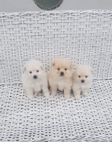 Venda Canil Mente7 Canina tem várias raças em criação