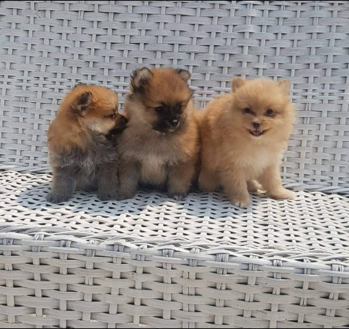 Venda Canil Mente7 Canina tem várias raças em criação
