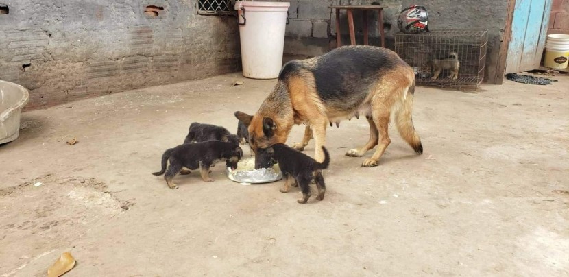 Venda Canil Mente7 Canina tem várias raças em criação