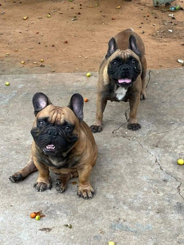 Venda Canil Mente7 Canina tem várias raças em criação