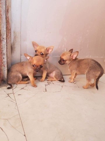 Venda Canil Mente7 Canina tem várias raças em criação