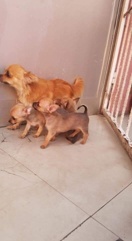 Venda Canil Mente7 Canina tem várias raças em criação