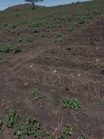 Venda Terreno agrícola, na Comuna do Quissango, Kwanza Sul