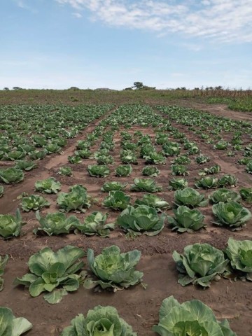 Venda Terreno agrícola, na Comuna do Quissango, Kwanza Sul