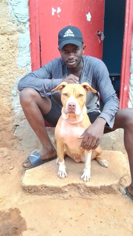 Venda Cadela adulta de Pitt Bull