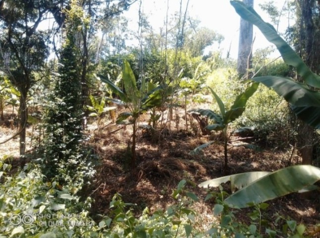 Venda FAZENDA DE MIL HECTARES, KIKABO Serviços