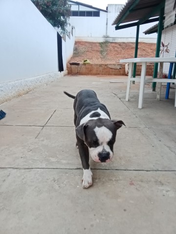 Venda American bully