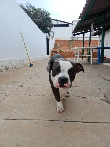Venda American bully