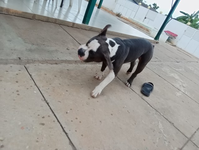 Venda American bully
