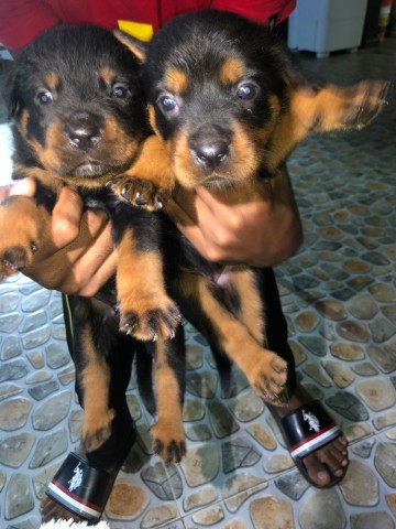 Venda Crias de rottweiler