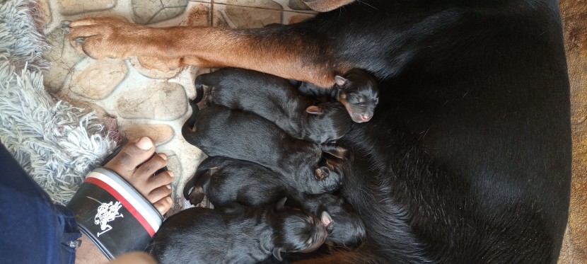 Venda Crias de rottweiler